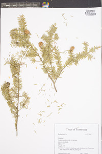 Tsuga canadensis image