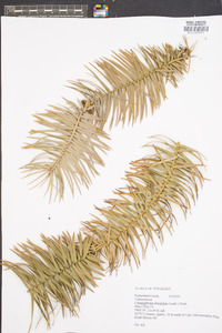 Cunninghamia lanceolata image