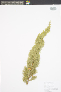 Cupressus sempervirens image