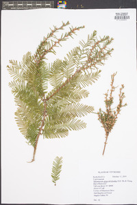 Metasequoia glyptostroboides image