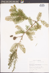 Metasequoia glyptostroboides image