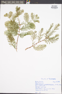 Metasequoia glyptostroboides image