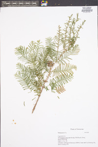 Metasequoia glyptostroboides image