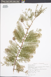 Metasequoia glyptostroboides image