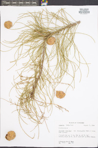 Taxodium distichum var. imbricarium image