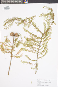 Taxodium distichum var. distichum image