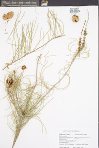 Taxodium distichum var. imbricarium image