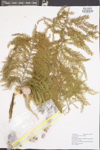 Taxodium distichum var. imbricarium image