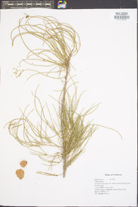 Taxodium distichum var. imbricarium image