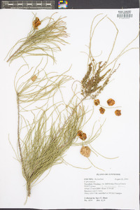 Taxodium distichum var. imbricarium image