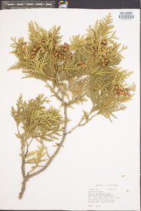 Thuja occidentalis image