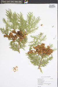 Thuja occidentalis image