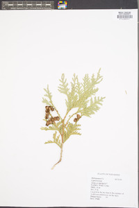 Thuja occidentalis image