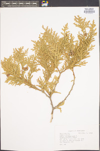 Thuja occidentalis image