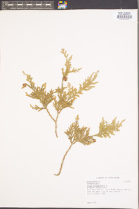 Thuja occidentalis image