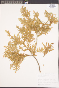 Thuja occidentalis image