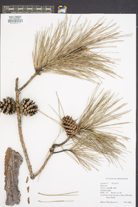 Pinus echinata image