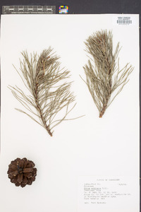 Pinus echinata image