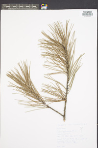 Pinus echinata image