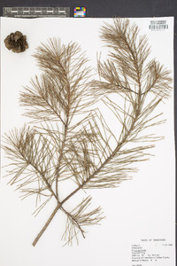 Pinus echinata image