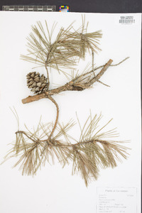 Pinus echinata image