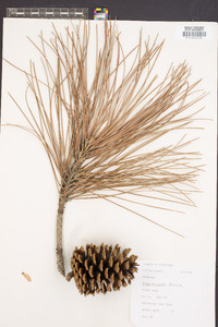 Pinus elliottii image