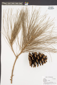 Pinus elliottii image