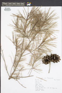 Pinus glabra image