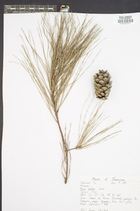 Pinus glabra image