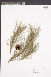 Pinus glabra image