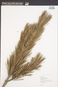 Image of Pinus leucodermis