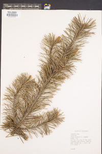 Pinus montana image