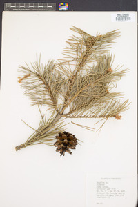 Pinus patula image