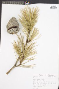 Pinus pungens image