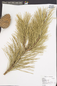 Pinus pungens image