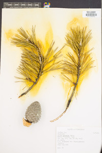 Pinus pungens image