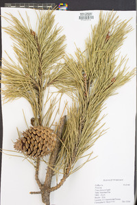 Pinus pungens image