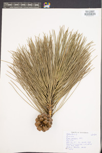 Pinus resinosa image