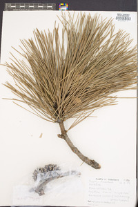 Pinus resinosa image