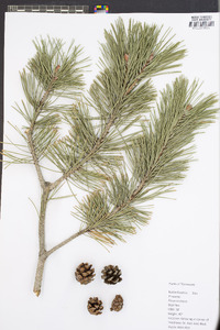 Pinus resinosa image