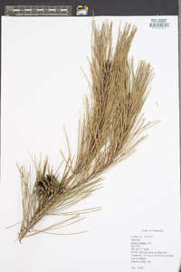 Pinus resinosa image