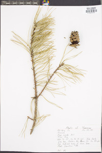 Pinus rigida image