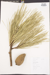 Pinus serotina image