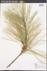 Pinus serotina image