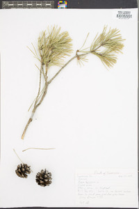 Pinus sylvestris image