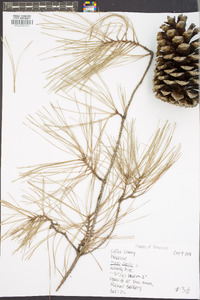 Pinus taeda image