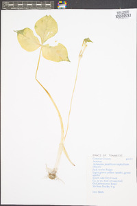 Arisaema triphyllum subsp. pusillum image