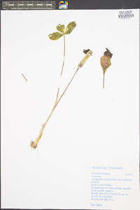 Arisaema triphyllum subsp. stewardsonii image