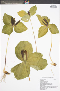 Trillium cuneatum image