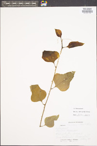 Smilax bona-nox image